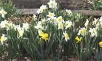 Daffodils